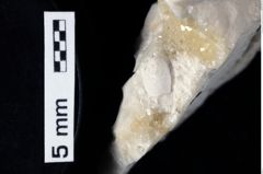 Foto (Detailansicht) von Cracensigillatus acutirostris (Moericke, 1889) (NHMW-GEO-1990-0041-0302)